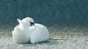 In this serene slow motion video, a beautiful swan gracefully rests by the water, capturing the elegance and tranquility of the moment in simple and captivating scenes.