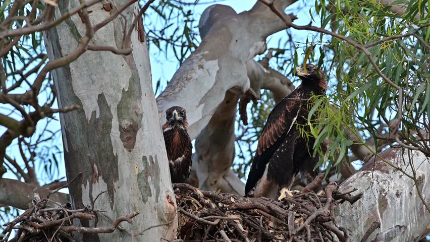 wedgetail eagles sitting in a nest in a red gum tree in australia