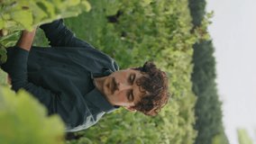 Young focused man examining vine bush at vineyard harvesting vertical video closeup. Italian mustached winegrower checking yellow grapevine leaves on grape plantation. Wine growing winemaking concept.