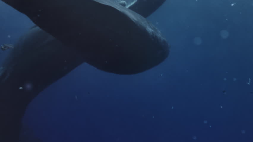Underwater view of Sperm Whale group socialization. Wildlife marine mammal animals. Many whales play with each other, dancing clicking rubbing. Giant aquatic animals in deep blue water of Indian Ocean Royalty-Free Stock Footage #3391553141