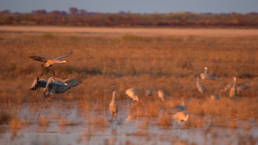 A group of sandhill cranes lands in a marsh at golden hour during the fall migration. Royalty-Free Stock Footage #3391557187