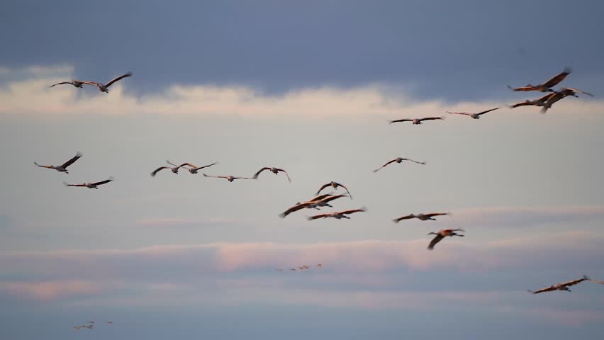 A flock of sandhill cranes flying at sunset during the fall migration.
