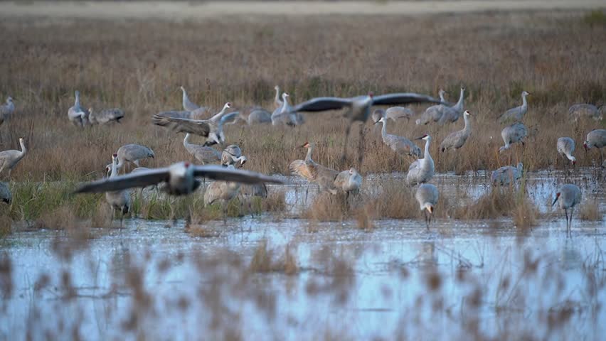 A pair of sandhill cranes flapping their large wings as they land in a pond.