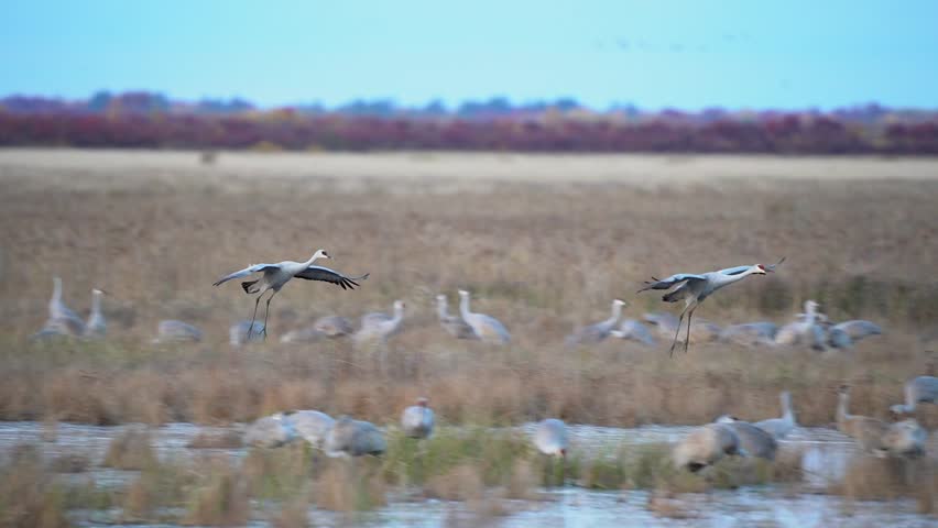 A pair of sandhill cranes flies in for a landing at sunset in the wetlands.
