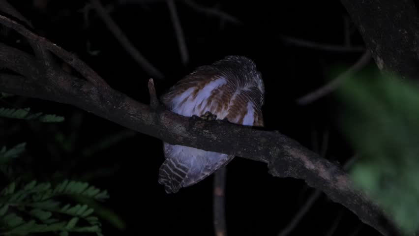Facing to the right head twisted to the back while calling its mate then turns its head revealing its eyes, Asian Barred Owlet Glaucidium cuculoides, Thailand Royalty-Free Stock Footage #3391560811