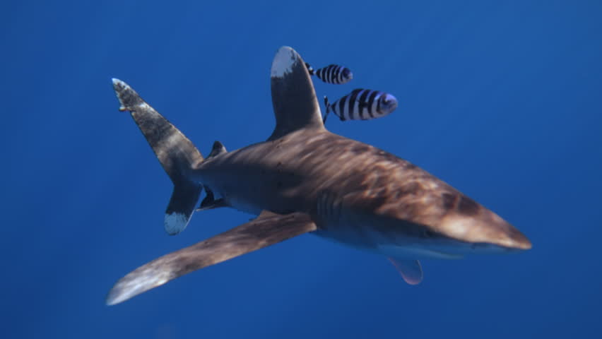 The oceanic whitetip shark swimming in crystal calm blue water Carcharhinus longimanus. Sucker fish attaching itself to shark. Wildlife marine predator animals. Unique shot of dangerous shark hunting