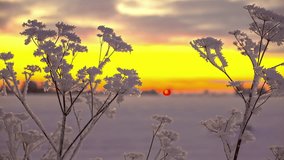 Close up snow covered frozen flowers time lapse at sunset with moving clouds