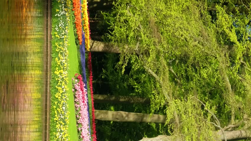 Blooming pink tulips flowerbeds in Keukenhof flower garden, aka Garden of Europe, one of world largest flower gardens and popular tourist attraction. Lisse, the Netherlands. Camera pan