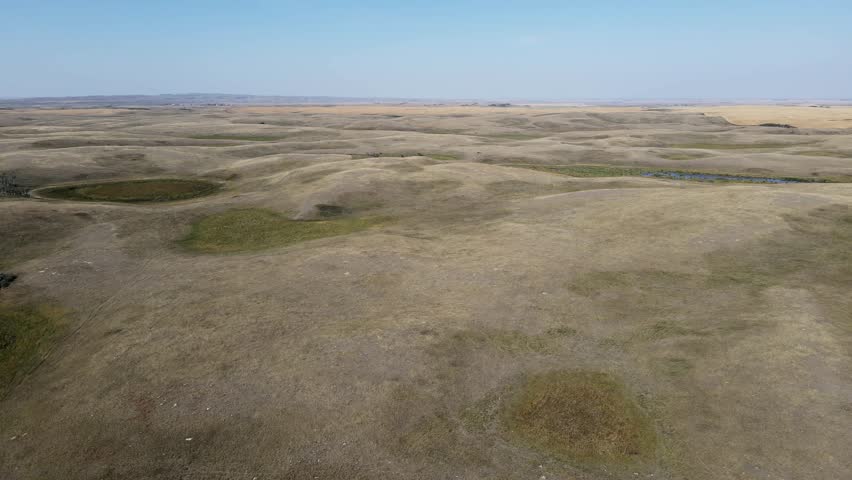 Aerial moving forward over rolling small dry hills in the open prairie with a herd of dark colored cattle grazing in a patch of green grass. The sky is clear and light blue.

