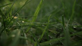 Fresh Dew on Vibrant Green Grass Macro. Probe lens - Powered by Shutterstock - Get 15% off with code: PIKWIZARD15