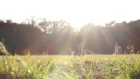 SHIBUYA, TOKYO, JAPAN : View of public park in sunset. Sunshine, grass and trees. Nature and ecology concept video. Slow motion shot.