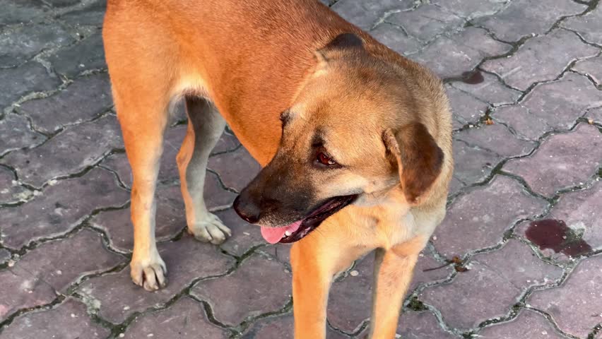 A brown dog stands and plays on the sidewalk.