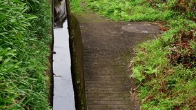 a levada water channel on madeira island video
