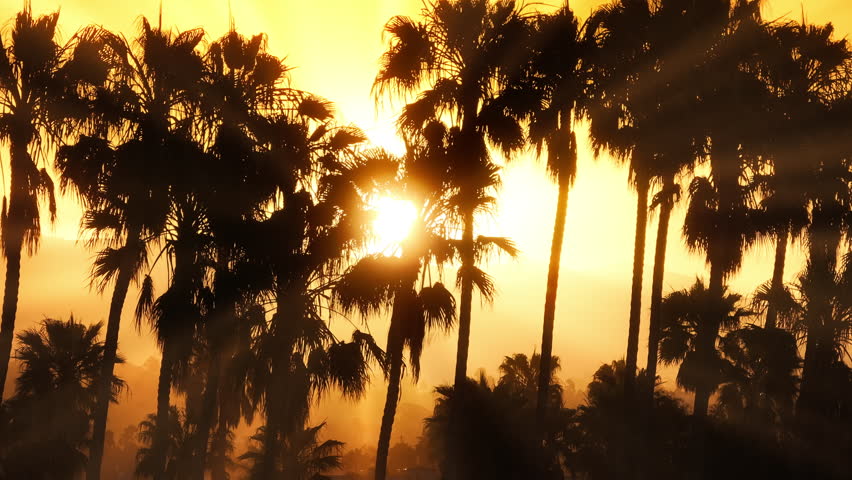 Drone shot of sun light blinking through palm trees in Santa Barbara, California, USA. Sun setting behind the mountains. Picturesque landscape of orange sky with palms at the sunset, 4k footage  Royalty-Free Stock Footage #3391610599