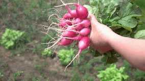 High quality video washing bunch of radishes in real 1080p slow motion 250fps
