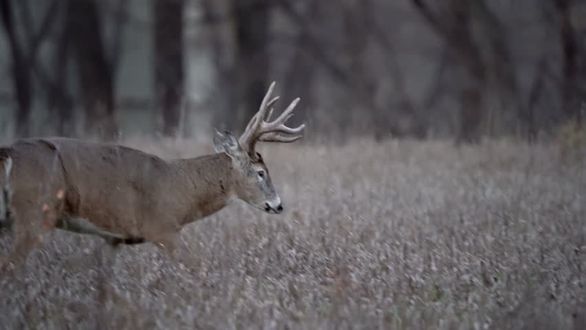A large whitetail buck limps through a field, favoring its hind leg, likely sustaining an injury during the rut. Royalty-Free Stock Footage #3391651709