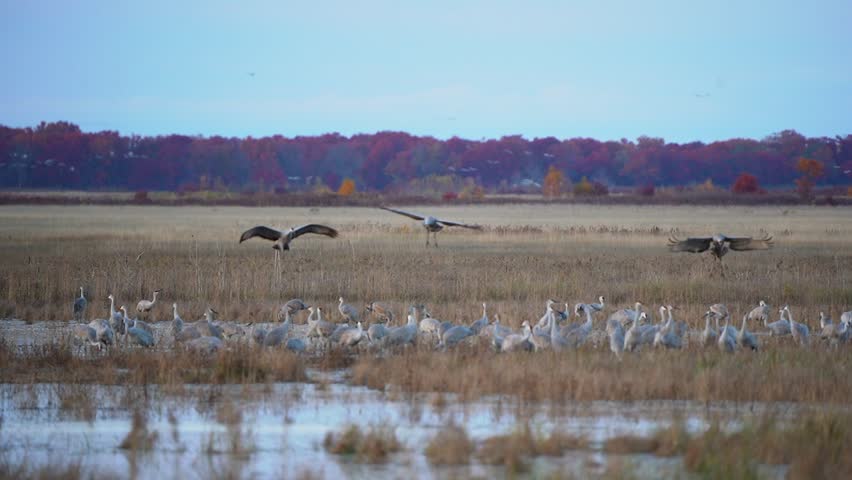Three sandhill cranes landing among a large gathering of other cranes during the migration with fall colors in the background.