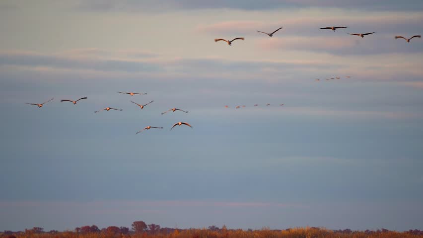 A flock of sandhill cranes flying at sunset during the fall migration.