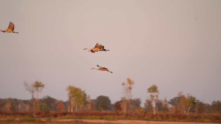 A group of sandhill cranes flies over the wetlands while one decides to land and roost for the evening