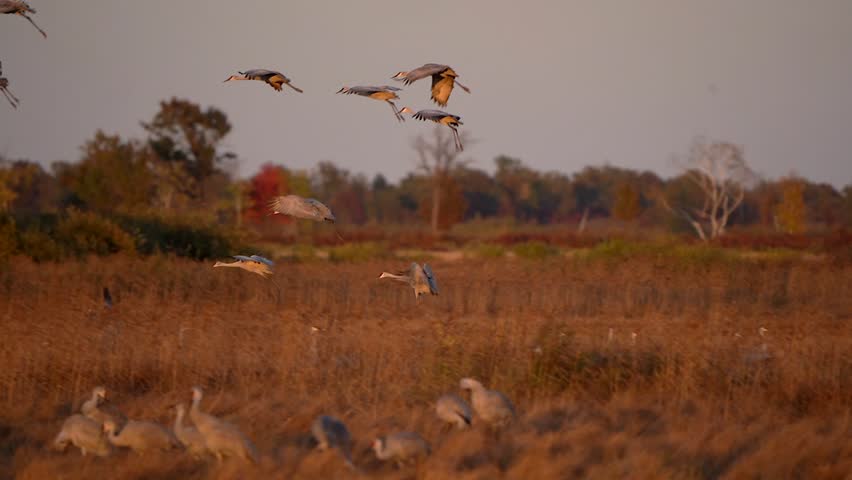 A large group of sandhill cranes flying into the wetlands at sunset to roost for the evening.
