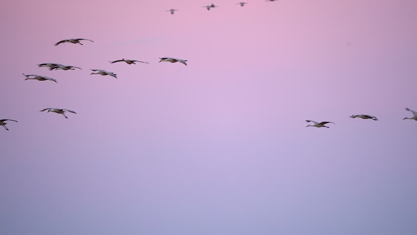 A flock of sandhill cranes glides gracefully over wetlands as the sunset casts a pink hue across the sky.