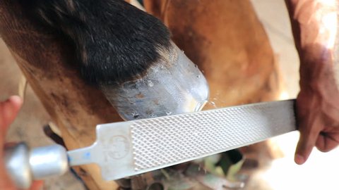 Trimming a horse. Hoof proofing, horse hoof cleaning. Horse hoof care