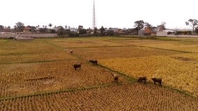 Animal Footage. Aerial Drones. Aerial 4K Video of several buffalo wandering in dry rice fields, after the rice harvest. Countryside landscape. Aerial Shot from a flying drone in 4K Resolution