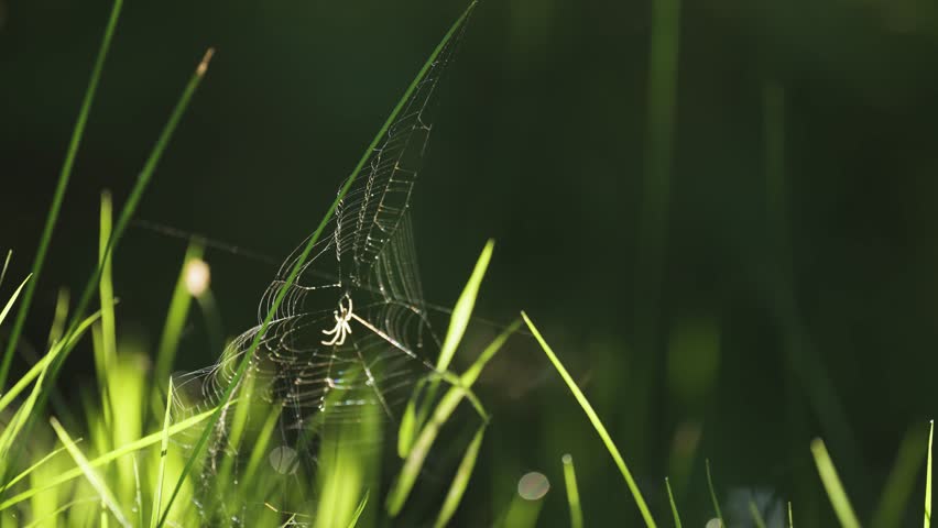 A tiny spider holds to his wispy web in the gust of wind. A close-up video. Loop.