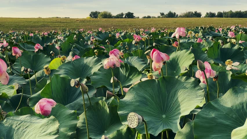 Shutterstock video thumbnail