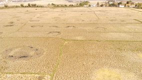 Animal Footage. Aerial Drones. Aerial 4K Video of several buffalo wandering in dry rice fields, after the rice harvest. Countryside landscape. Aerial Shot from a flying drone in 4K Resolution