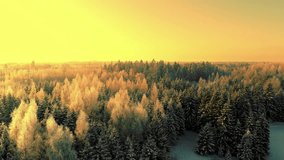 Aerial over spruce Christmas tree over frozen winter landscape during golden hour