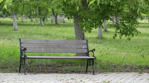 Single wooden bench in green park, tree branch dancing in spring breeze, invitation to rest iin idyllic place
