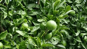 Green ripe lime fruit (Citrus aurantifolia) grow on tree branch in 4K VIDEO. Fresh bunch of natural fruits growing in homemade garden. Close-up. Organic farming, healthy food, BIO viands.
