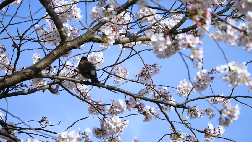 Spring landscape. Video of cherry blossoms and small birds.