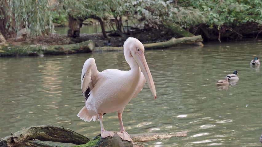 White pelican on the shore of the lake