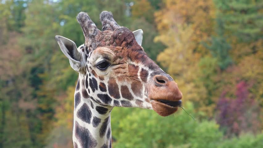 Reticulated giraffe, also known as the Somali giraffe and the autumn forest in the background