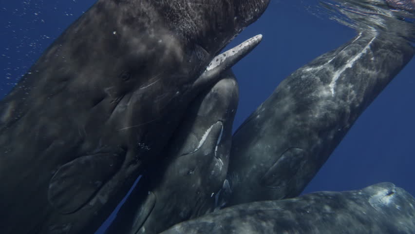 Underwater view of Sperm Whale group socialization. Wildlife marine mammal animals. Many whales play with each other, dancing clicking rubbing. Giant aquatic animals in deep blue water of Indian Ocean Royalty-Free Stock Footage #3391873085