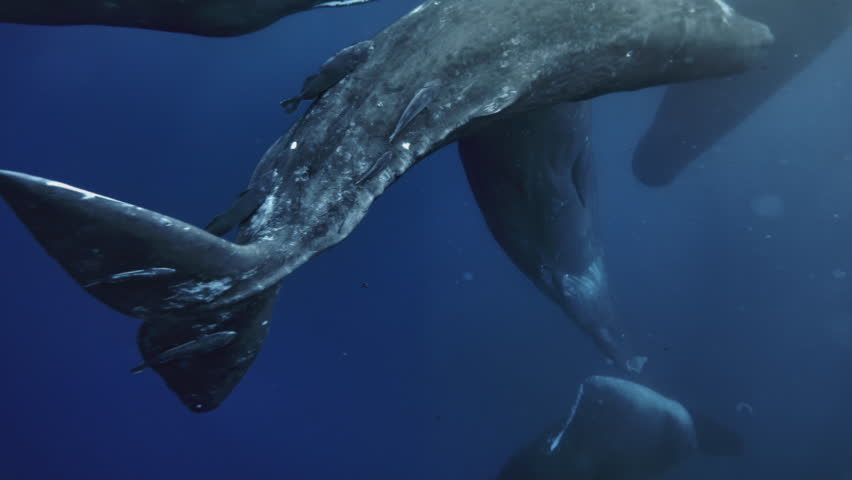 Underwater view of Sperm Whale group socialization. Wildlife marine mammal animals. Many whales play with each other, dancing clicking rubbing. Giant aquatic animals in deep blue water of Indian Ocean Royalty-Free Stock Footage #3391890865
