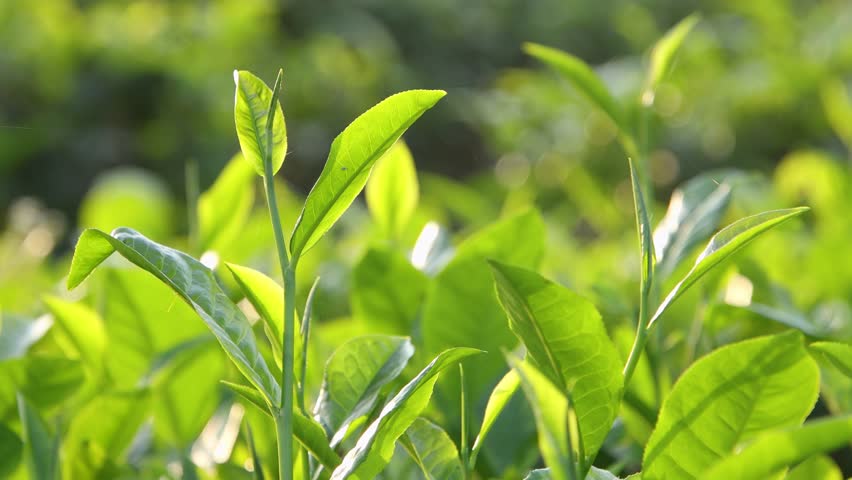 Young green tea leaves on organic farming, growing. Fresh tea leaves on tea plantations at morning sunlight. Organic tea plantation in Nepal. Royalty-Free Stock Footage #3391911563