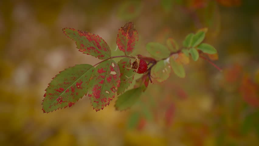 Wood Rose Leaves With Rose Hip In Autumn Colors. macro shot Royalty-Free Stock Footage #3391931803