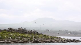  Island of seagulls. Birds rest on the water's edge.  A large number of birds at the growth of the lake.  Seagulls fly on Sevan lake in Armenia, Caucasus.