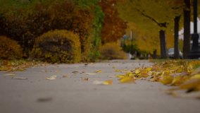 Wind Blows On The Road With Falling Autumn Foliage. Selective Focus Shot - Powered by Shutterstock - Get 15% off with code: PIKWIZARD15