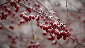 Snow Falling On The Red Berries Hanging On A Tree Branch During Winter. - close up shot - Powered by Shutterstock - Get 15% off with code: PIKWIZARD15