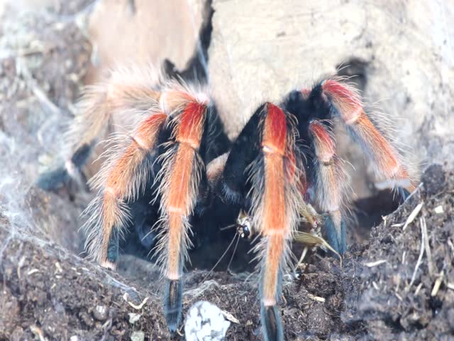 Brachypelma boehmei or the Mexican rustleg tarantula is a tarantula native to Mexico in Guerrero state.These long-lived prefer burrowing and hiding in dry scrubland.