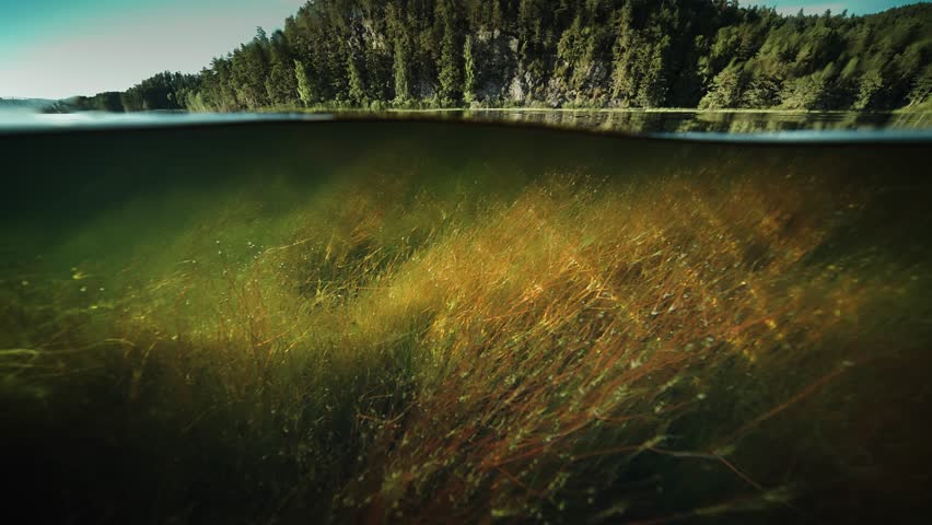 Split over-underwater view. Yellowish kelp and weeds float in the shallow water. Forest covers rocky banks. | Shutterstock HD Video #3391983703