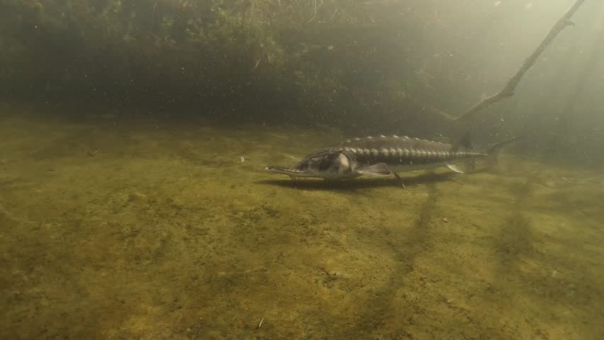 Starry Sturgeon (Acipenser stellatus) Swimming At The River Bottom. Natural background on a sunny day. Sturgeon underwater. Underwater footage.