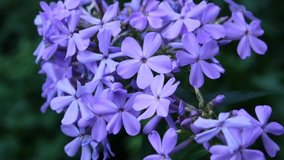 Blue Phlox flowers on flower bed close-up HD video static camera