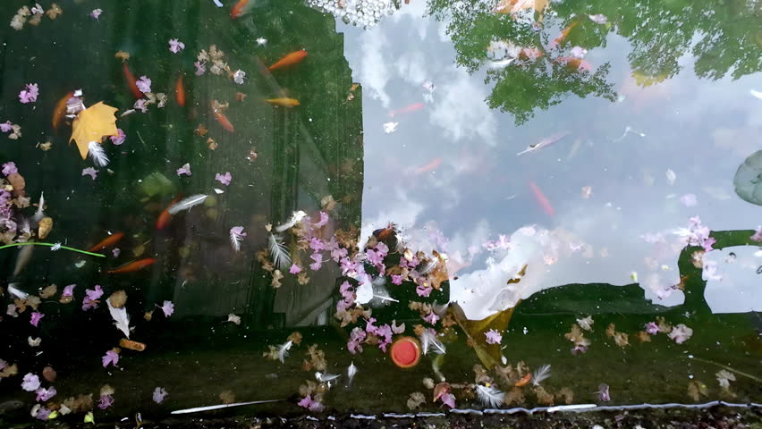 Goldfish or Koi fish in a pond with leaves and debris floating on the water