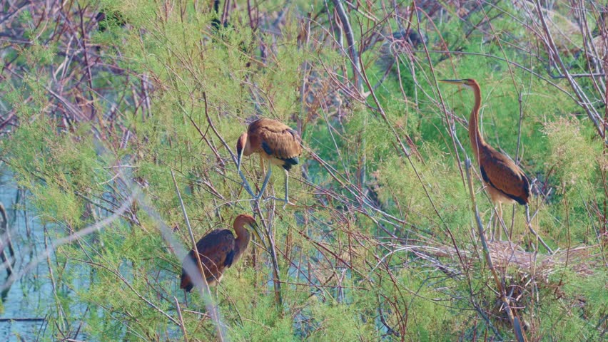 Purple heron (Ardea purpurea) parent standing near the nest, chicks sitting וn the nest