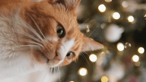 A cat sits next to a Christmas tree, calmly looking at the light play of Christmas light bulbs. Vertical video. The cat's big eyes express indescribable joy and cheerful mood during the festive period